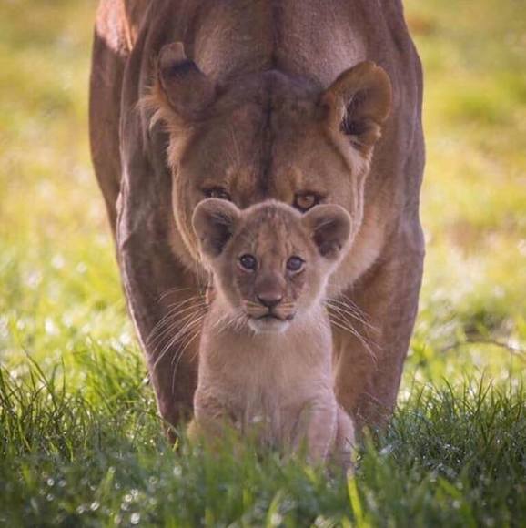 Meet your Posher, Nicole - Picture 1 of 1